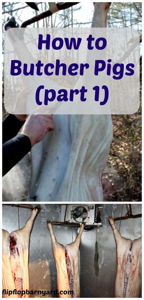 pigwagers|Raising and Butchering Pigs .
